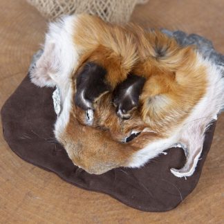Sacoche de ceinture tête de renard, en brun